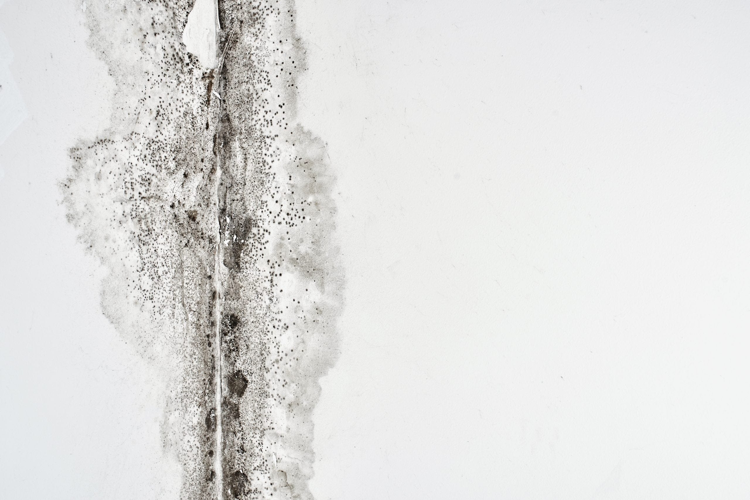 Dark mold growth in the corner of a ceiling inside a Utah home during spring mold season